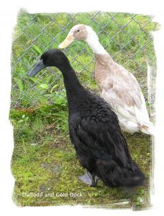 28584_daffodol_and_gold_duck.jpg