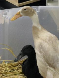 28584_ducks_1.jpg