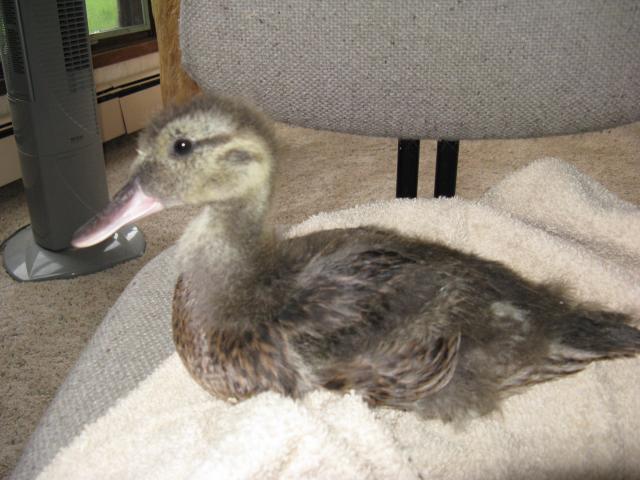 28584_found_duckling_002.jpg