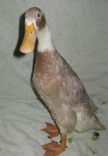 28584_runner_duck5.jpg