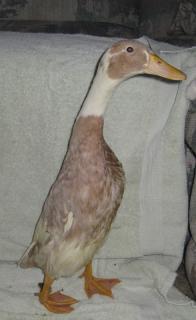 28584_runner_duck7.jpg