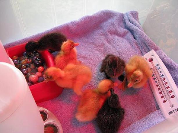 28584_runner_ducks_8.jpg