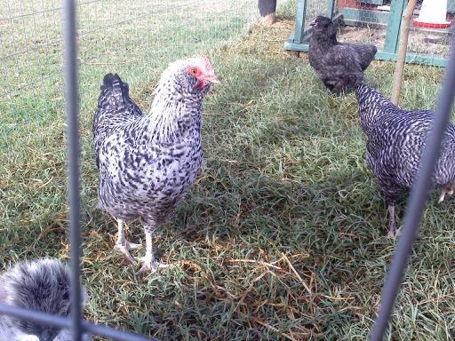 28585_cuckoo_roosters.jpg