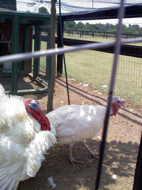 28585_turkeys.jpg