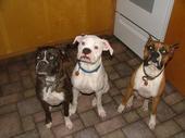 28596_hershey_herc_and_andre.jpg