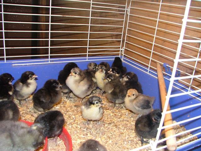 28596_new_brooder2010_010.jpg