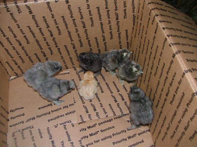 28596_new_chickies_005.jpg