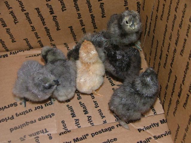 28596_new_chickies_007.jpg