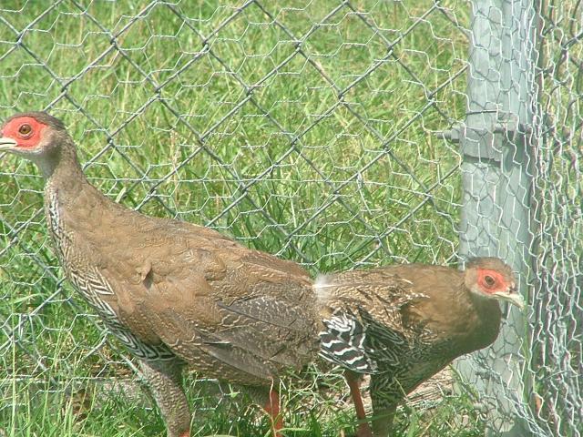 28596_pheasants_024.jpg