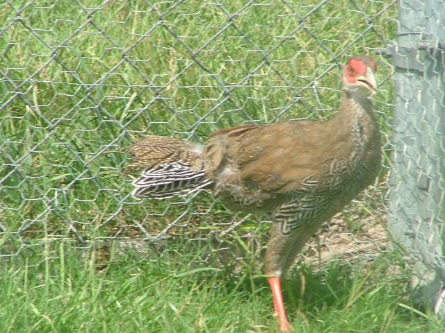 28596_pheasants_025.jpg