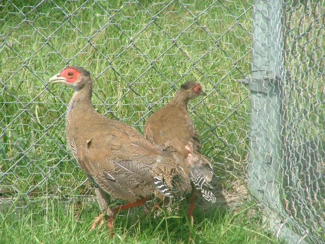28596_pheasants_026.jpg