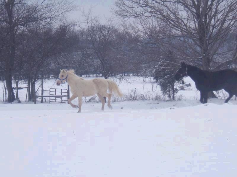28602_horses.jpg
