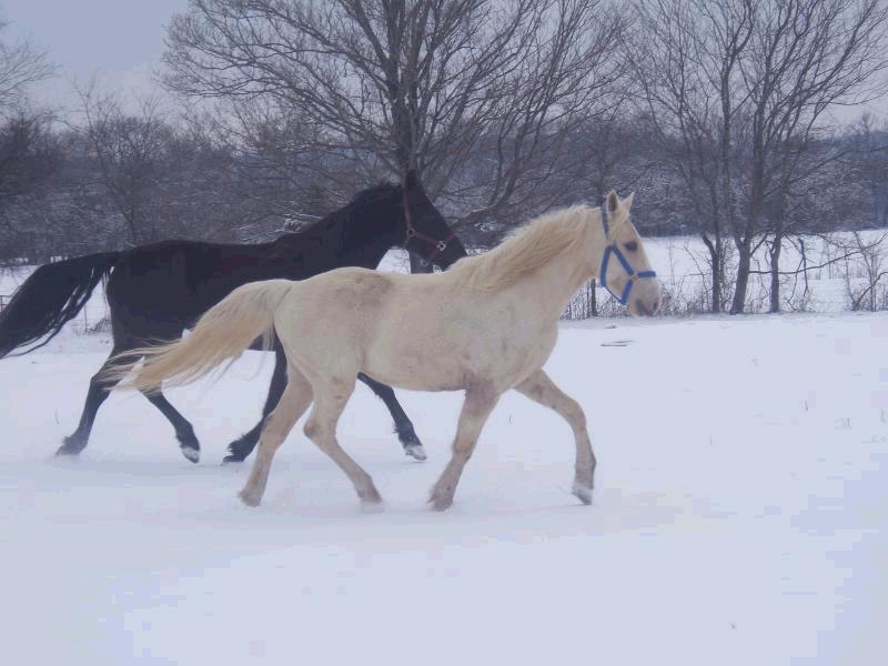 28602_horsesinsnow.jpg