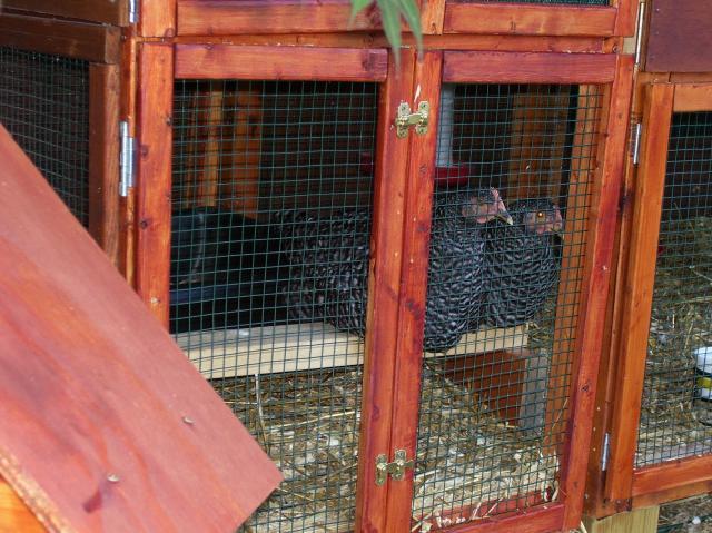 28681_chickens1.jpg