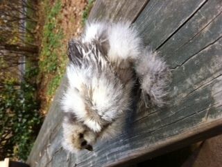 286_mystery_chick.jpg