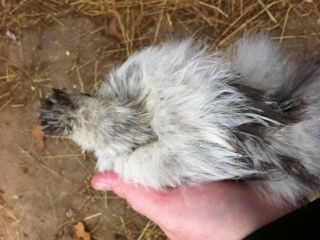 286_mystery_chick_3_12-20-2011.jpg