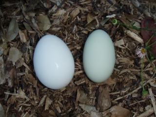 28729_1st_egg.jpg