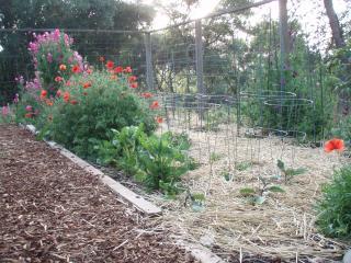 28729_collins_garden_1.jpg