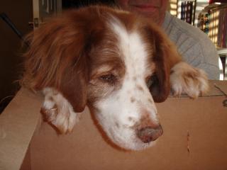 28729_poor_hunting_dog.jpg