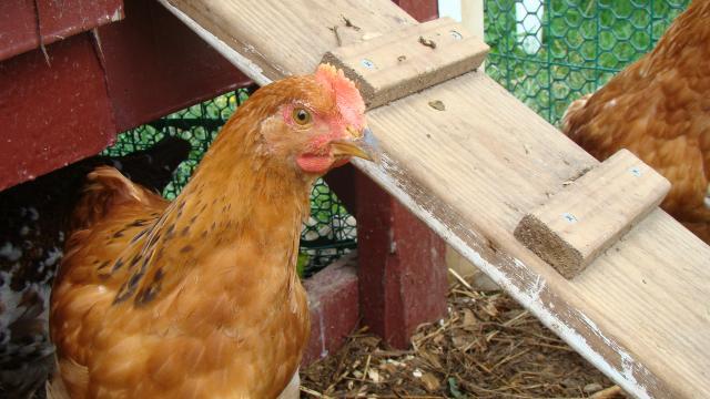 28748_chickens_014.jpg