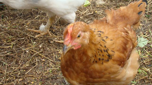 28748_chickens_017.jpg