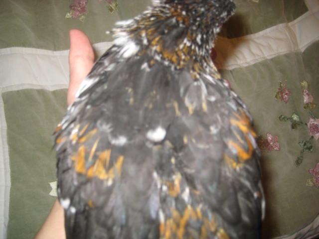 28795_blk_serama_024.jpg