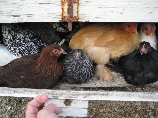 28795_chickens_003.jpg