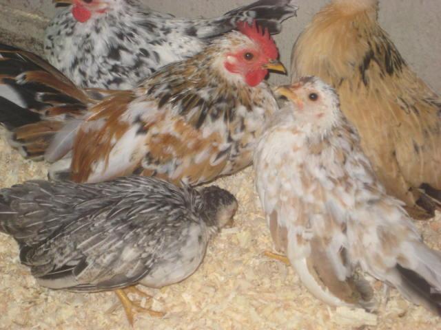 28795_chickens_2011_006.jpg