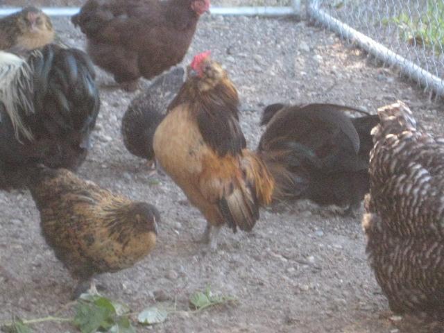 28795_chicks_4_months_010.jpg