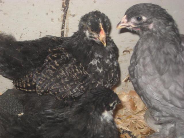 28795_chicks_piggys_008.jpg