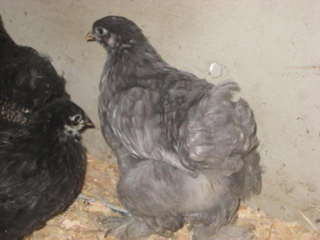 28795_chicks_piggys_009.jpg