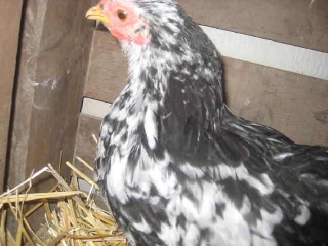 28795_chicks_piggys_011.jpg