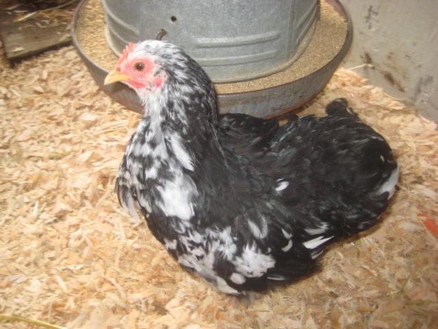 28795_chicks_piggys_017.jpg
