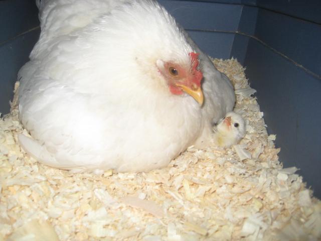 28795_eiko_babies_024.jpg