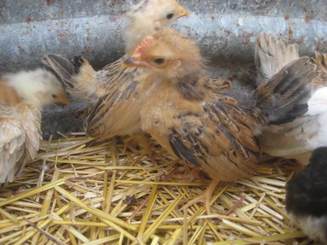 28795_frizzle_seramas_1_month_old_003.jpg