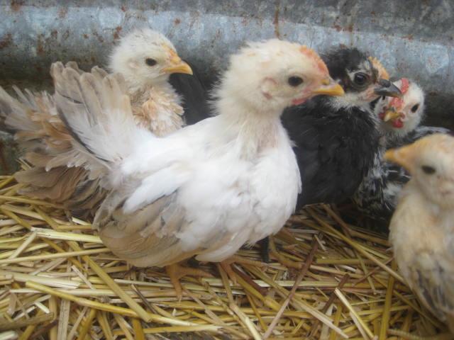 28795_frizzle_seramas_1_month_old_005.jpg