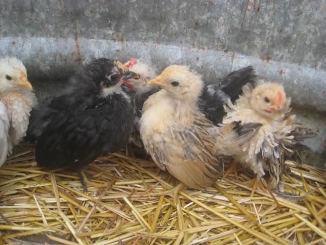 28795_frizzle_seramas_1_month_old_006.jpg