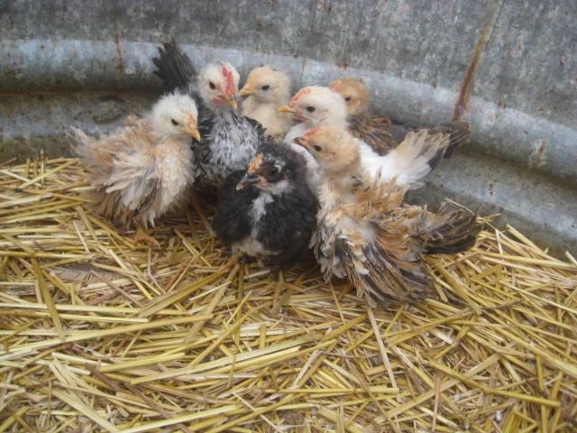 28795_frizzle_seramas_1_month_old_007.jpg