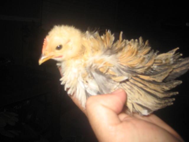 28795_frizzle_seramas_1_month_old_014.jpg
