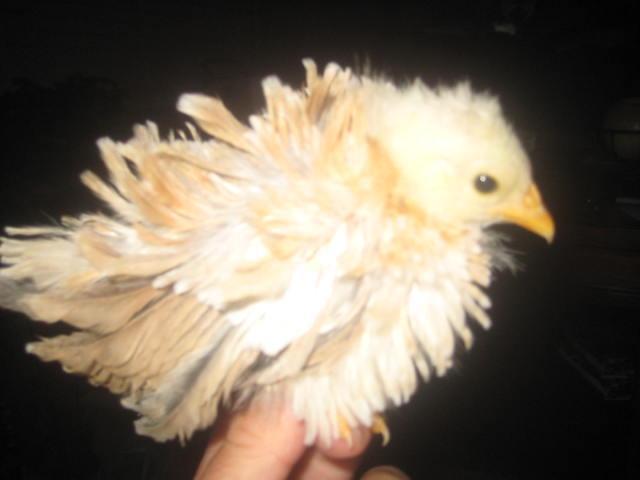 28795_frizzle_seramas_1_month_old_016.jpg