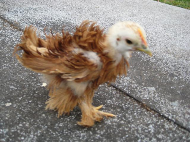 28795_my_chickens_003.jpg