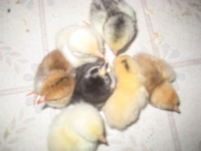 28795_netties_pics_005.jpg