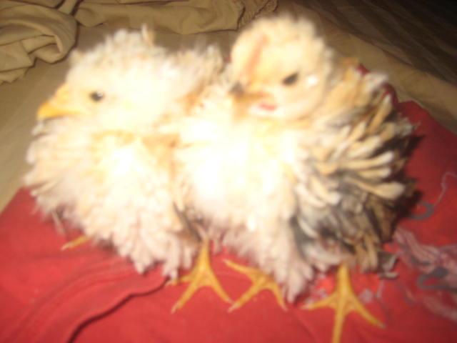 28795_seramas_10-29-11_002.jpg