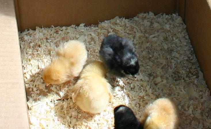 28798_chicks.jpg