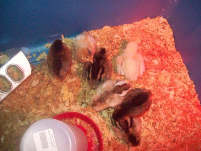 28804_ameraucana_chicks.jpg