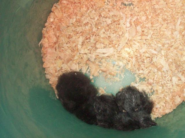 28804_new_babies_7_17.jpg