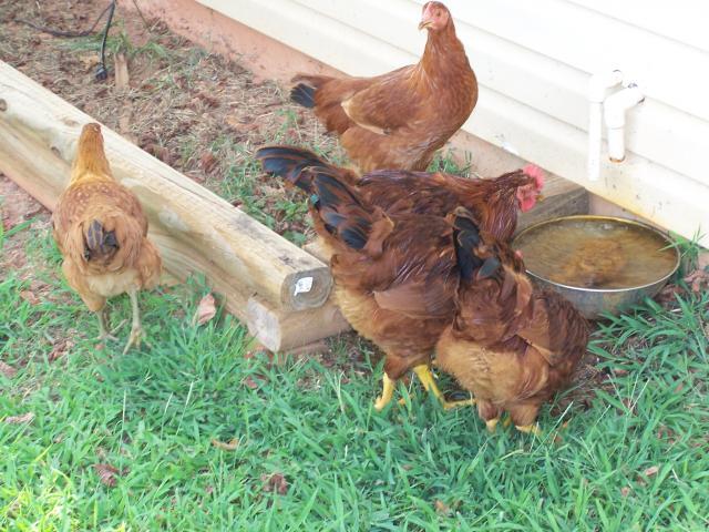 28816_chicks2.jpg