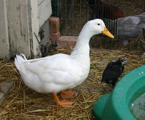 28837_ducky.jpg