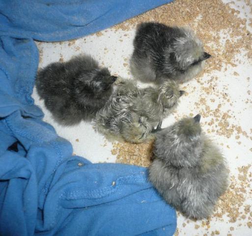 28888_chicks1.jpg