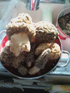 28899_morels_2010.jpg